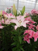 [5236 Burlesca No02.JPG]